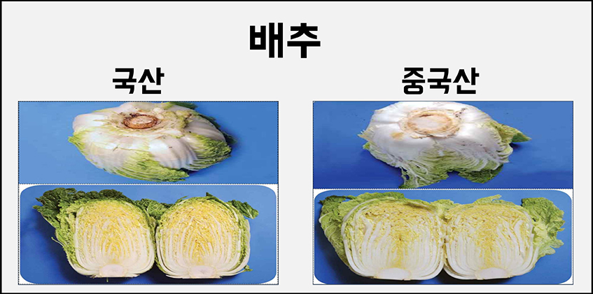 배추