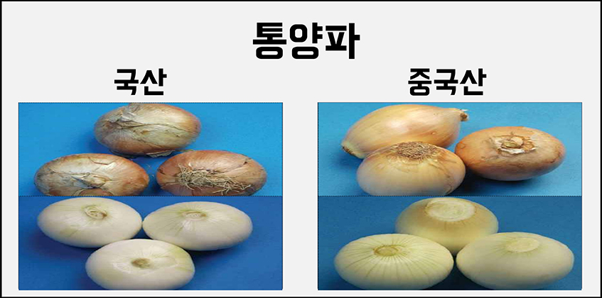 통양파