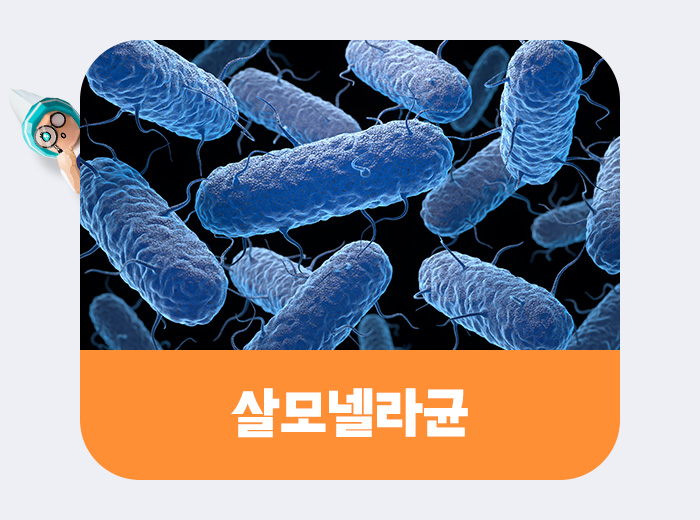 살모넬라