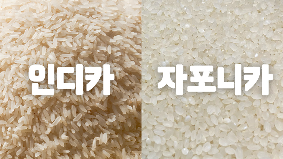 쌀 비교