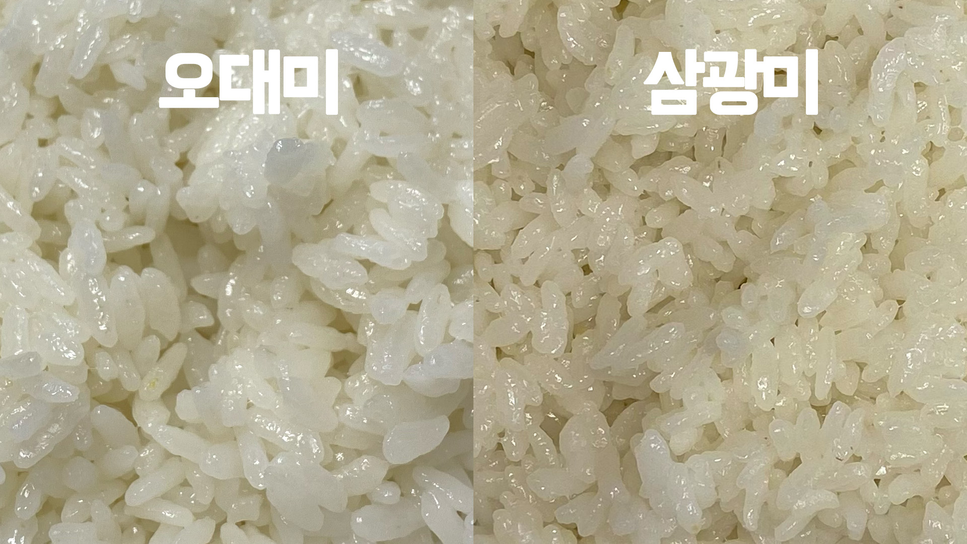 쌀 비교