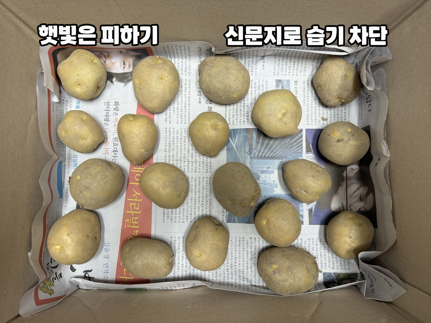 감자