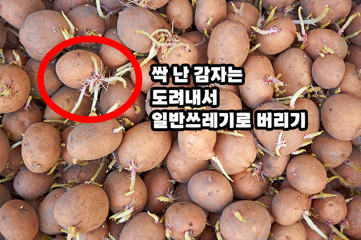 싹 난 감자