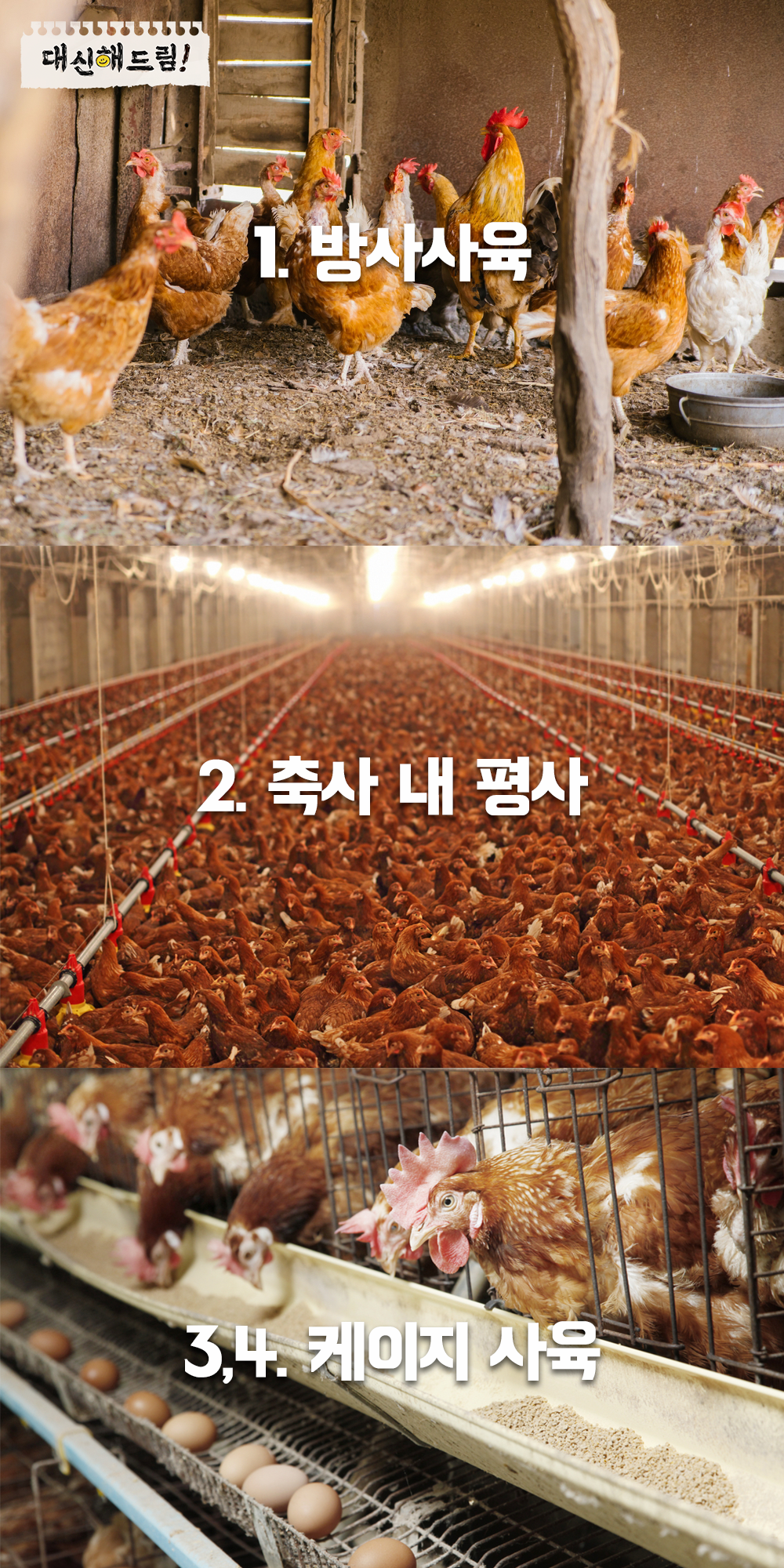 계란 사육환경