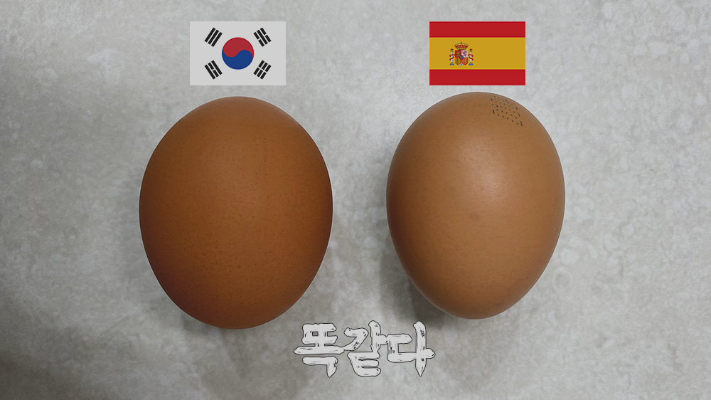 국산 계란과 스페인산 계란의 차이