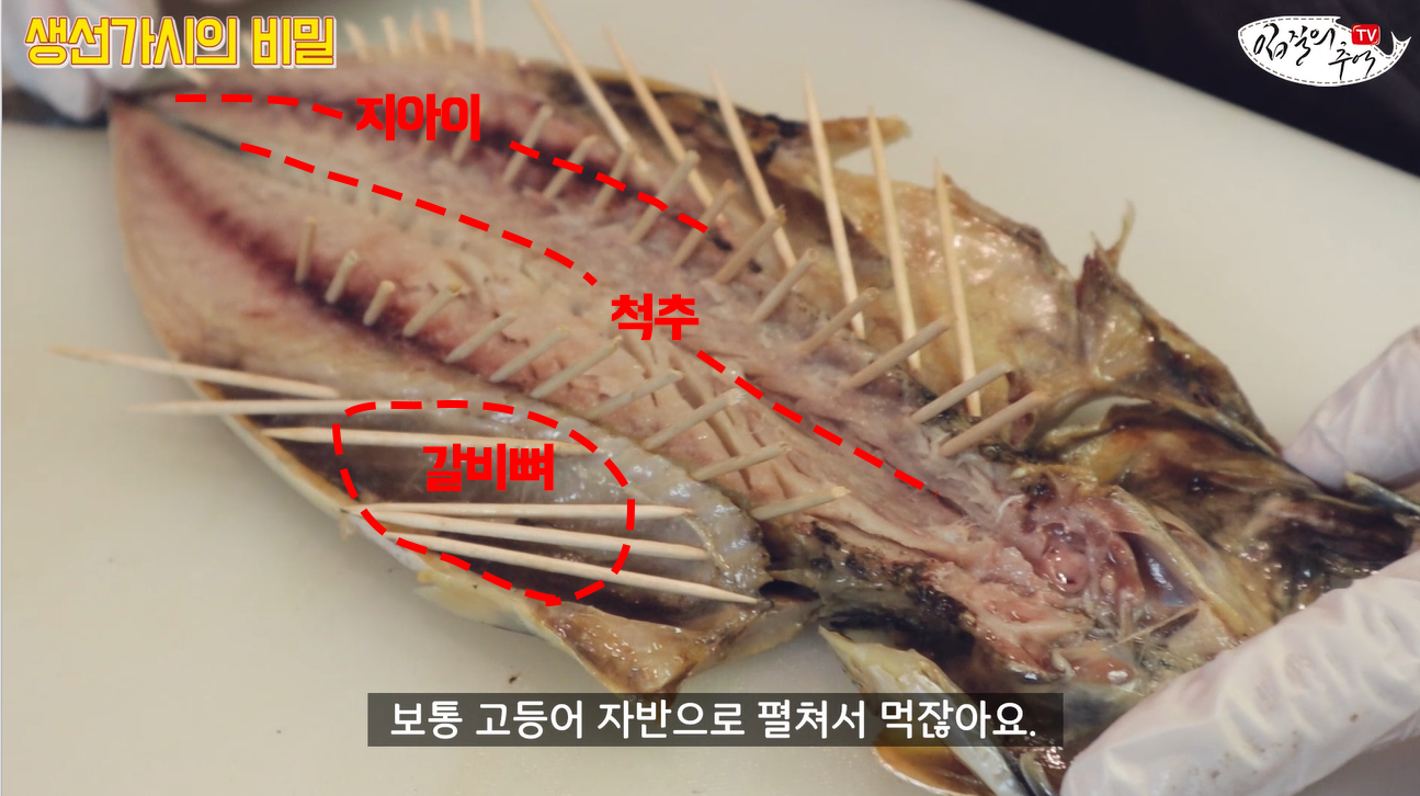 고등어 뼈구조