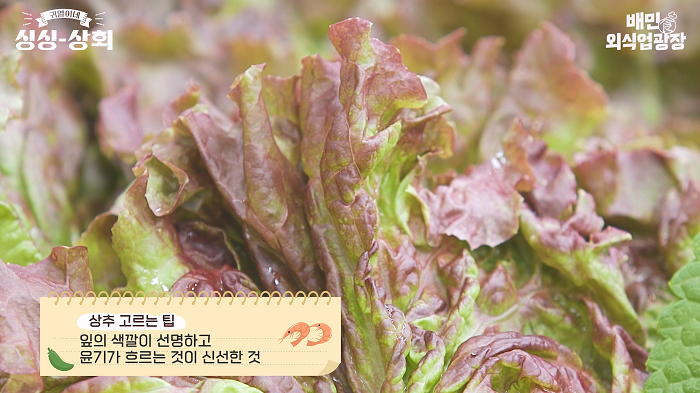 상추