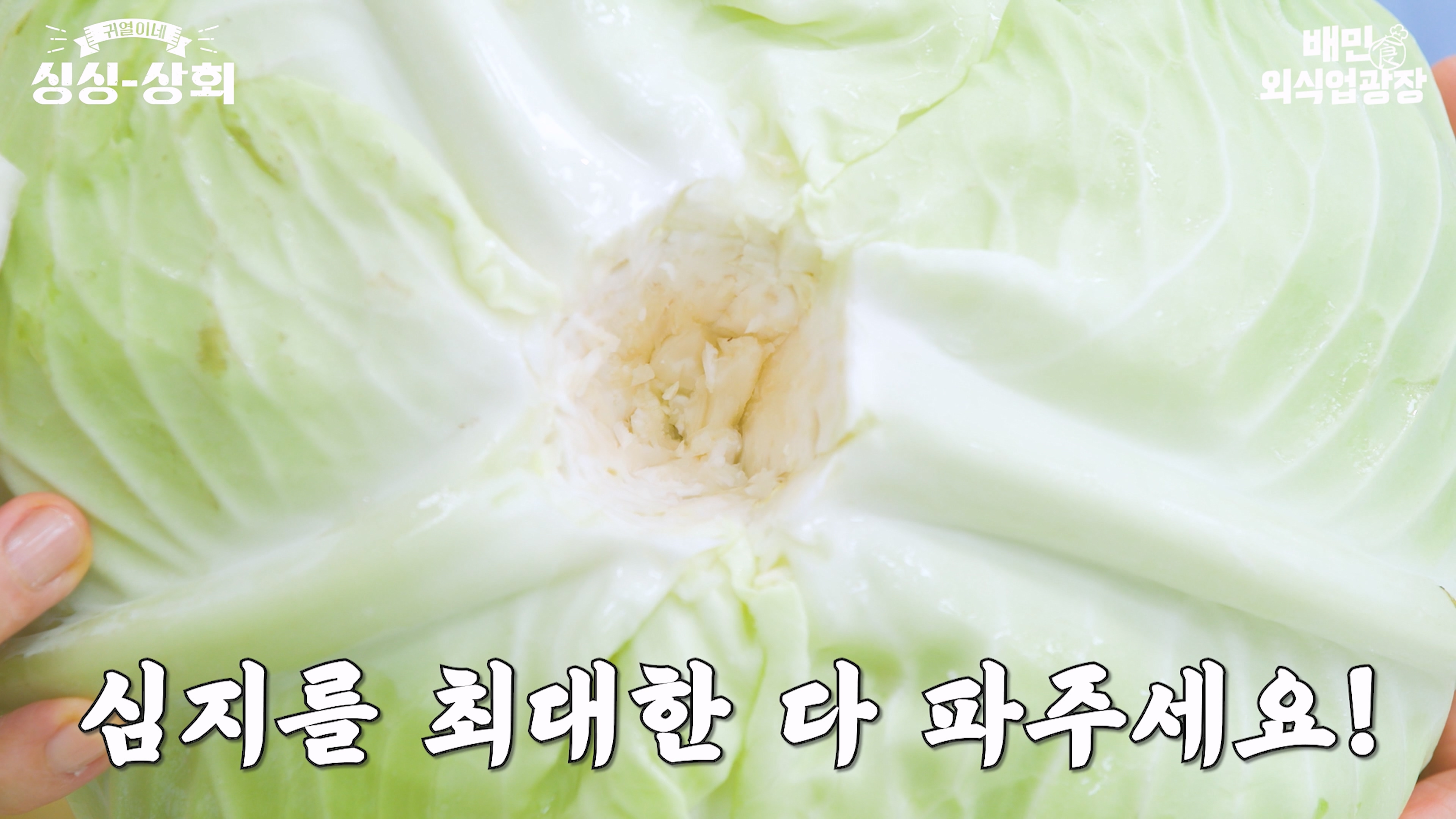 양배추