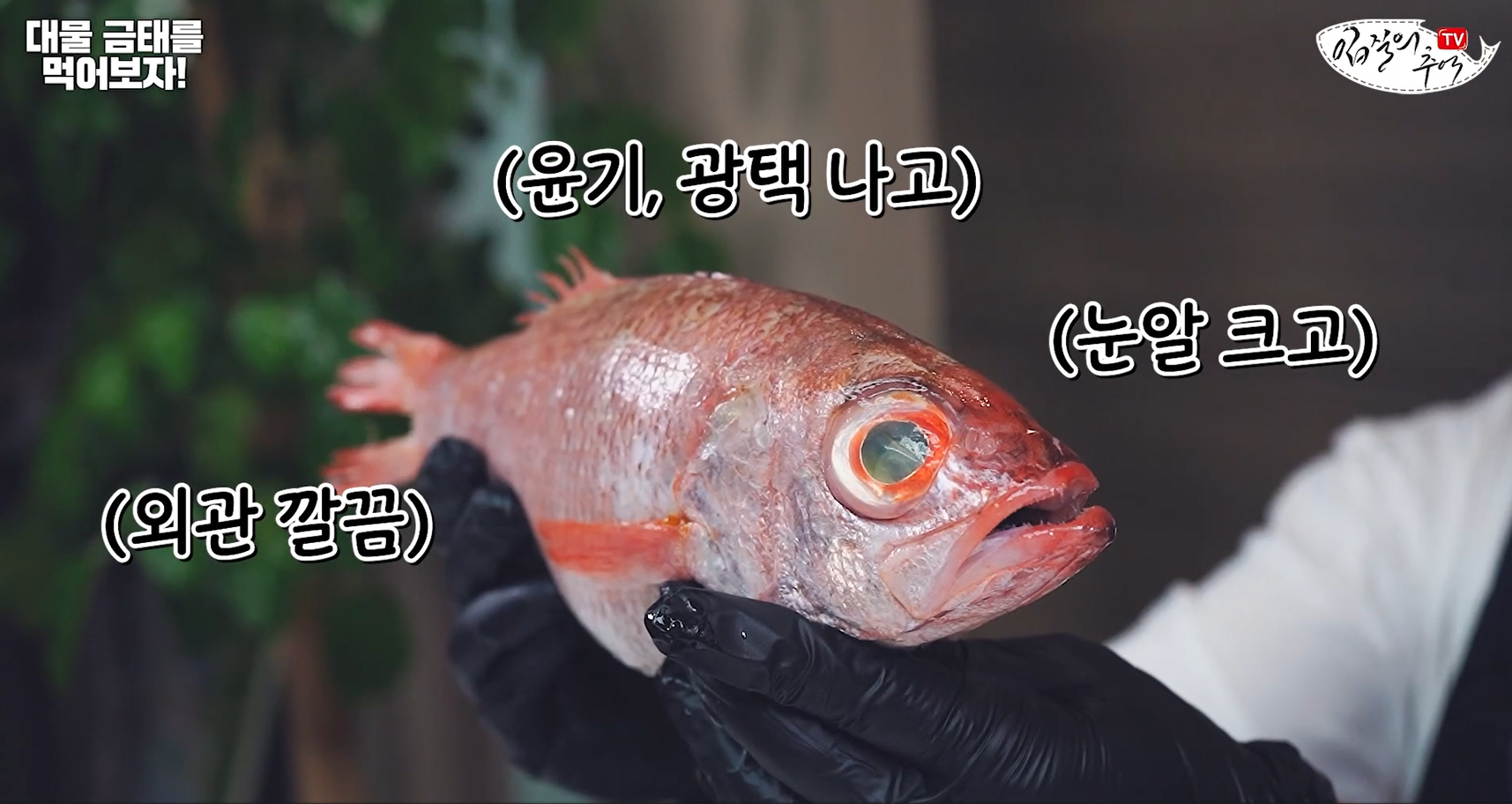 금태
