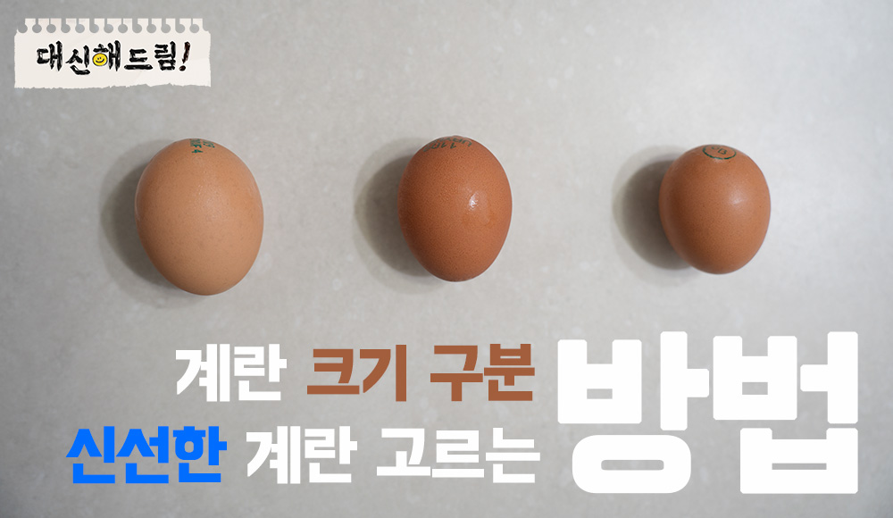 계란 크기 신선한 계란 고르는 방법