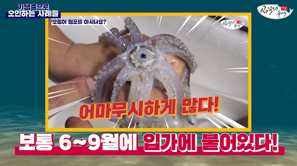 오징어 정포