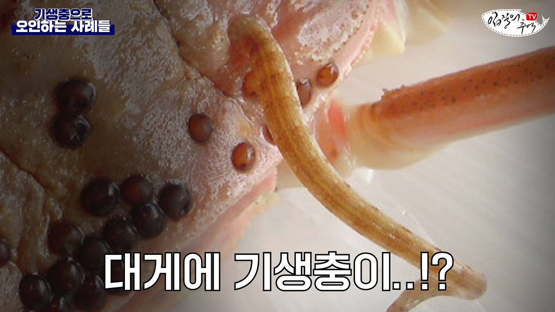 바다 거머리