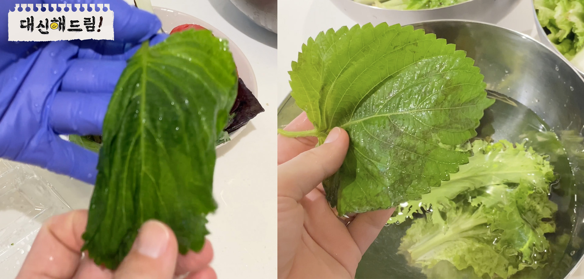 깻잎이 확실히 살았다