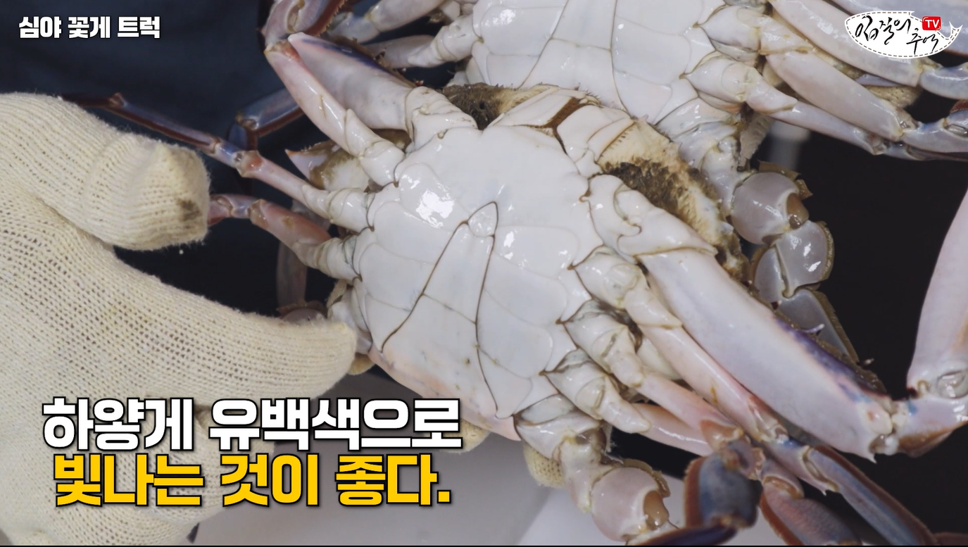 꽃게
