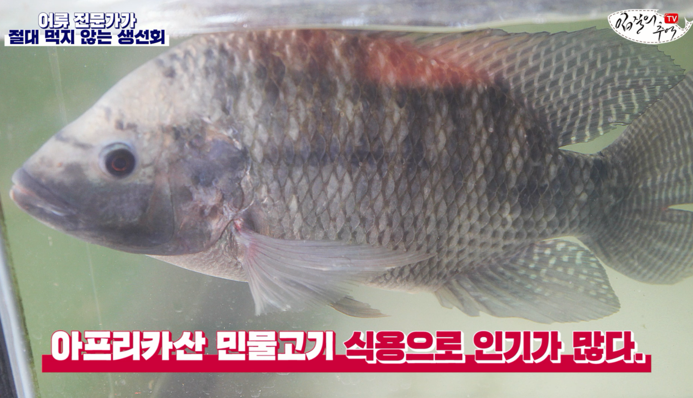 틸라피아