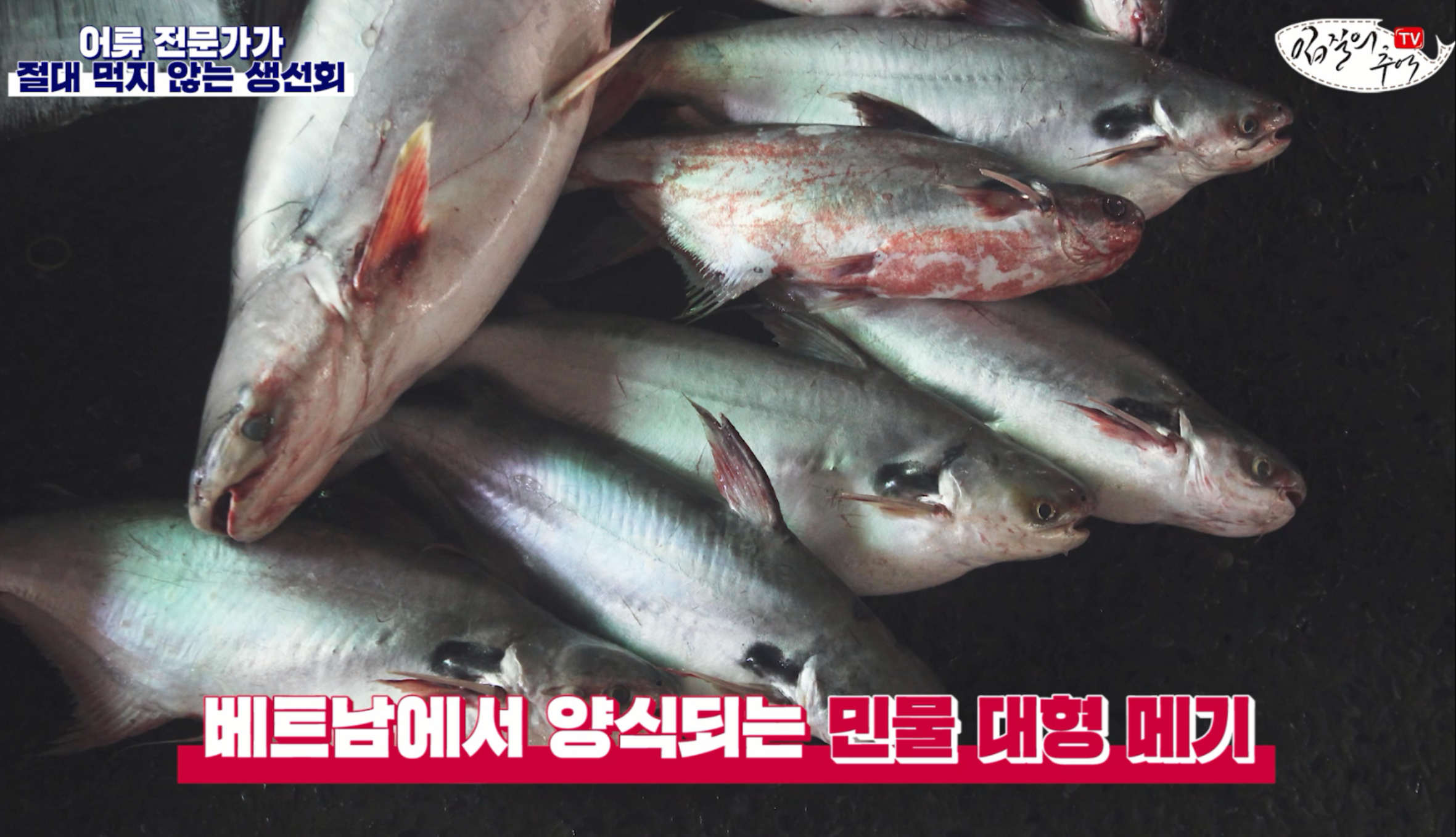 메기
